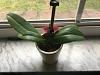 Repotting rescue phal orchid?-img_3425-jpg