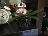 Repotting rescue phal orchid?-img_3428-jpg