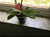 Repotting rescue phal orchid?-img_3427-jpg