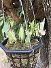 Added another Lycaste-img_2190-jpg