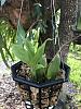 Lycaste Red Jewel-img_2417-jpg