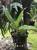 Lycaste Red Jewel-img_3277-jpg