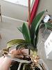 Caring for an elderly orchid with long stems and aerial roots-17-2753-2011-1-jpg