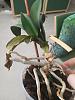 Caring for an elderly orchid with long stems and aerial roots-img_20170707_102759-jpg