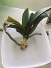 Caring for an elderly orchid with long stems and aerial roots-cut1-jpg