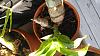 Catasetum pileatum - early watering-1500898716675-1259071983-jpg