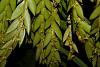 Dendrobium Keithii care-dsc08979-jpg