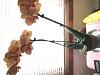 Newbie - Phalaenopsis: Drying Aerial Roots-img_4474-jpg