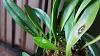 Help needed- white stippling on leaves of new orchid?-1-jpg