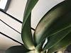 Sudden change in two orchids, is it sunburn?-orchid_discolored-leaf-jpg