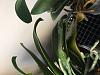 Sudden change in two orchids, is it sunburn?-orchid_discoloration-2-jpg