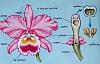 Pollination of orchids-orchid-diagram-jpg