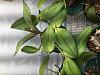 Spots on new Cattleya spike??-img_5889-jpg