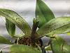 Spots on new Cattleya spike??-img_5890-jpg
