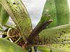Spots on new Cattleya spike??-img_5891-jpg