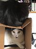 Cats in boxes-fefbf623-2b68-4024-a510-29f5367853f6-jpg