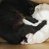 Cats in boxes-6726ef3e-b6be-4133-8081-f241fd8725f0-jpg