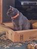 Cats in boxes-img_20130804_181341-jpg