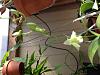 NEW BLOOMS-den-emmawhite-jpg