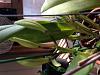 c. dupreana 'cerulia' sub var kodama-img_4001-jpg
