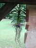 So upset.. Vanda fell broke root-vanda-6-13-18-jpg