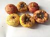 How to plant these seeds?-35346485_10214530648212613_344481678791540736_n-jpg