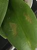 New Phal w Damaged Spots on Leaves-orchid-1-jpg