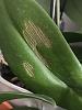 New Phal w Damaged Spots on Leaves-orchid-2-jpg