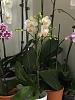New Phal w Damaged Spots on Leaves-orchid-3-jpg