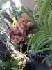 Repost: Growing Vandas Outdoors in Southern California-269ee69d-6088-4b25-90a0-168204534bf9-jpg