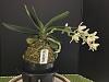 Sedeira (Phalaenopsis) japonica-27123fbe-caaa-462a-b260-53509f32fe9d-jpg
