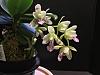 Sedeira (Phalaenopsis) japonica-22d8124b-1412-43e3-8d45-f75f97f84b39-jpg