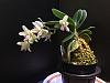Sedeira (Phalaenopsis) japonica-05083a09-7bdb-47df-b0de-42b9ca2d6b04-jpg