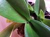 Bulldog Paph, nice foliage, no bloom?-paphbulldog2018-jpg