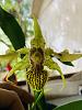 Dendrobium Bruce Gordon-5f39152a-7c7c-4479-8100-17c15b0562f5-jpg