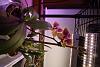My Ghost Orchid Project-img_1101-jpg