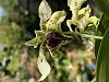 Dendrobium Little Atro-0fd99e8f-9aa7-4b15-9cdc-43c7b7fd3578-jpg