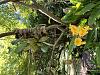 Dendrobium Aggregatum-4293a8e1-ff40-45cb-a16c-1e720be651ff-jpg