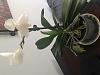 Checking if phalaenopsis dropping flowers are ok-img_8296-jpg