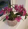Can you id my orchid-kwiat-jpg