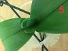 Save Phal with almost no roots-5-jpg
