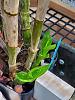 Dendrobium smillieae yellow spots on new growth-20190721_153253-jpg