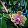 they all look the same-01-dendro-phal-flower-jpg