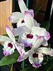 they all look the same-03-dendro-cattleya-flower-jpg