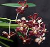 Vanda Motes Hot Mama-orchids-vanda-motes-hot-mama-001-jpg