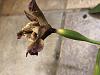 Yellowing and Black Tips on Cattleya Hybrid Seed Pods-img_1259-jpg