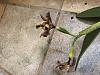 Yellowing and Black Tips on Cattleya Hybrid Seed Pods-img_1258-jpg