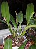 Cattleya with yellow and black sheath-img_20190922_203642-jpg