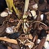 Dendrobium Anosmum seedling new growth during winter rest?-db647b31-ebca-4da4-8224-043516b52ac0-jpg