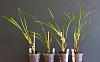 Can I encourage Maxillaria tenuifolia to grow from the base?-07-jpg